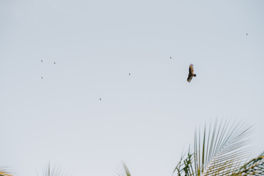 Descripción de la imagen 35